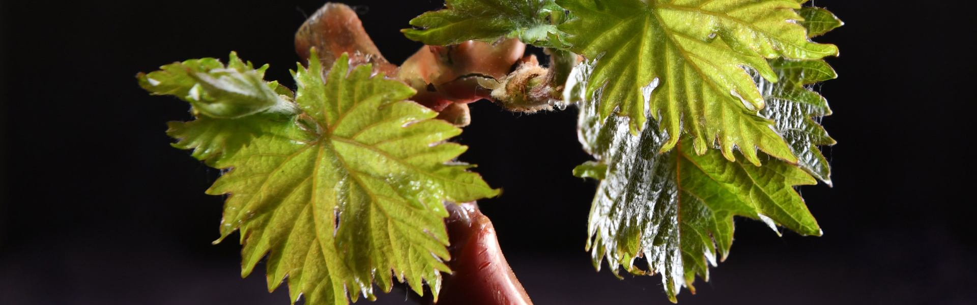 What is grafting wax